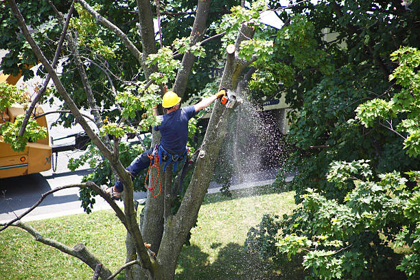 How Our Tree Care Process Works  in  Roselle Park, NJ